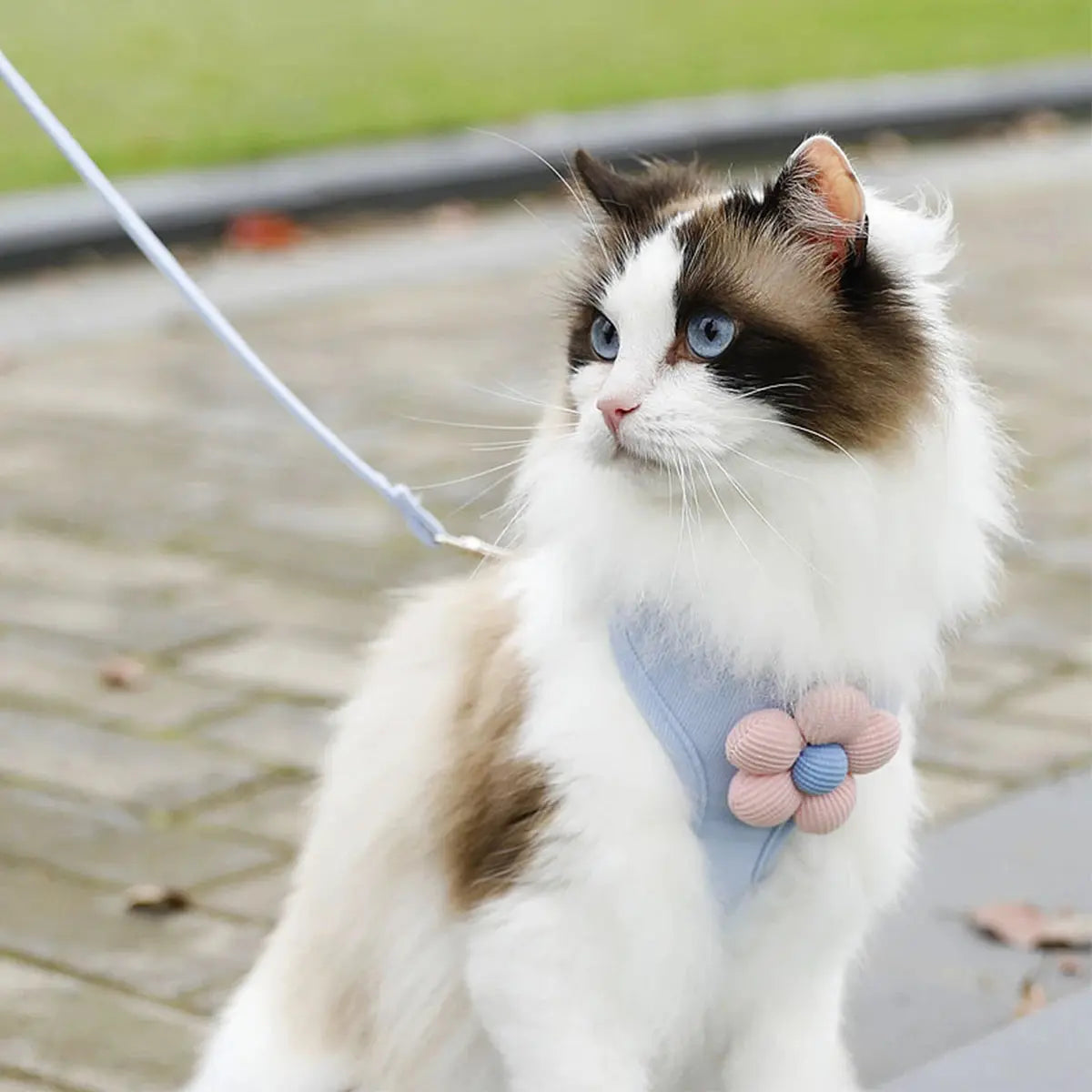 Cat Harness and Leash Sets Adjustable Dog Harness for Small Dog Leash Breashable Pet Harness Out Walking Dog Strap CobraDobra