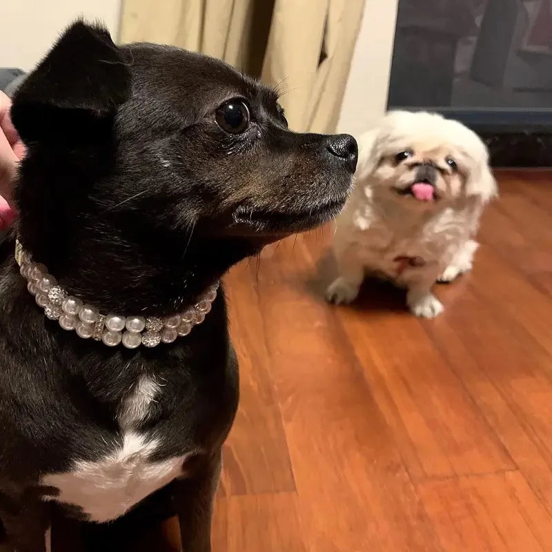Cat / Dog Collar and Leash Set Pet CobraDobra