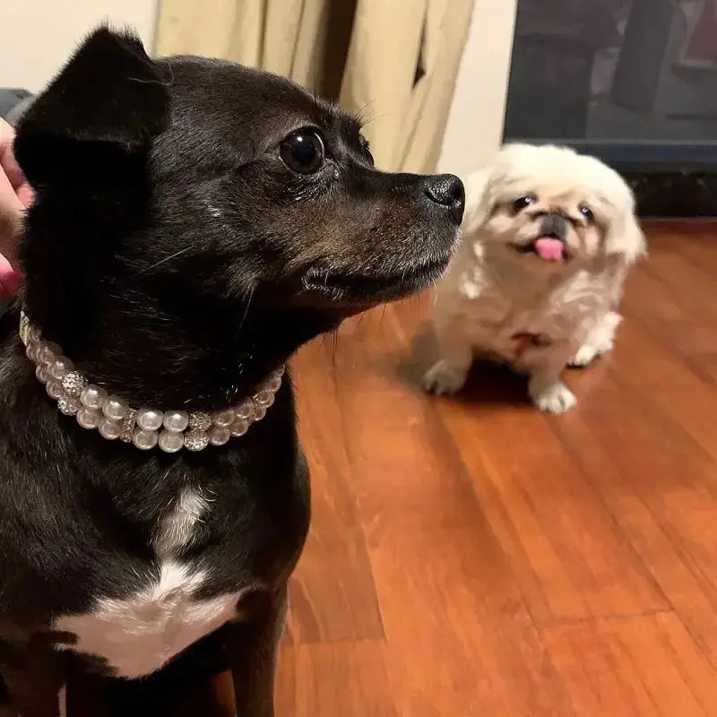 Cat / Dog Collar and Leash Set Pet CobraDobra